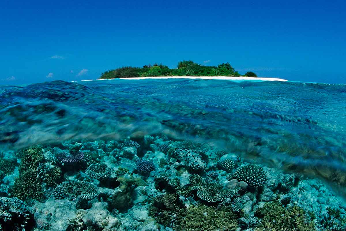 maldives-reef