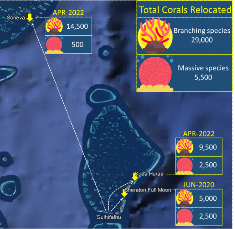 Billionaire Coral Migration